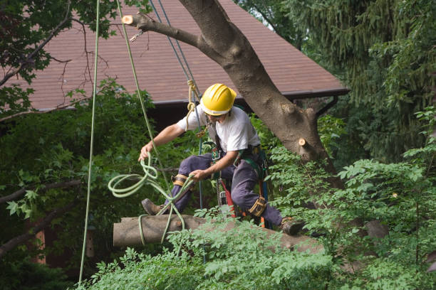 Trusted Smithfield, UT Tree Care Experts