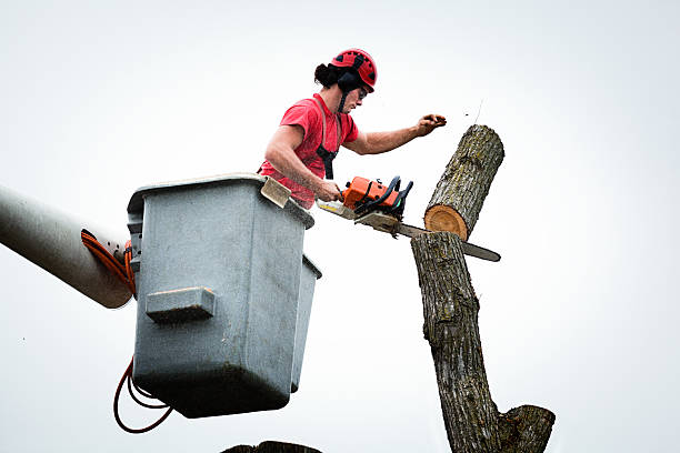 How Our Tree Care Process Works  in  Smithfield, UT