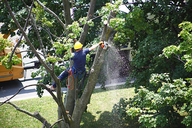 Best Fruit Tree Pruning  in Smithfield, UT