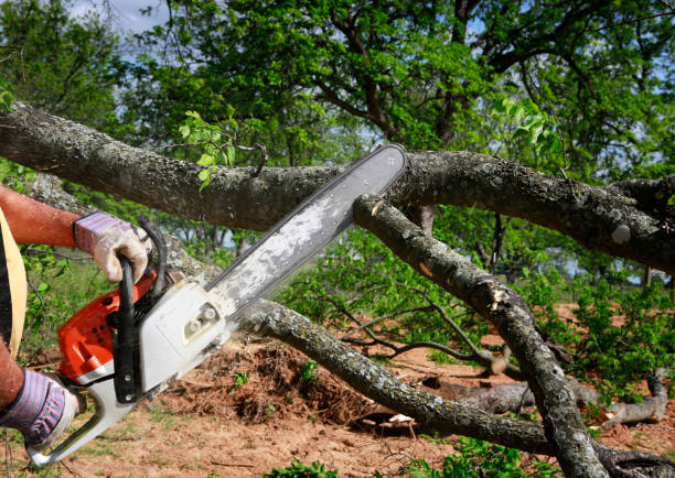 Best Tree Disease Treatment  in Smithfield, UT